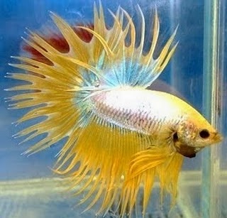 gambar ikan cupang kuning laga gambar ikan cupang kuning laga