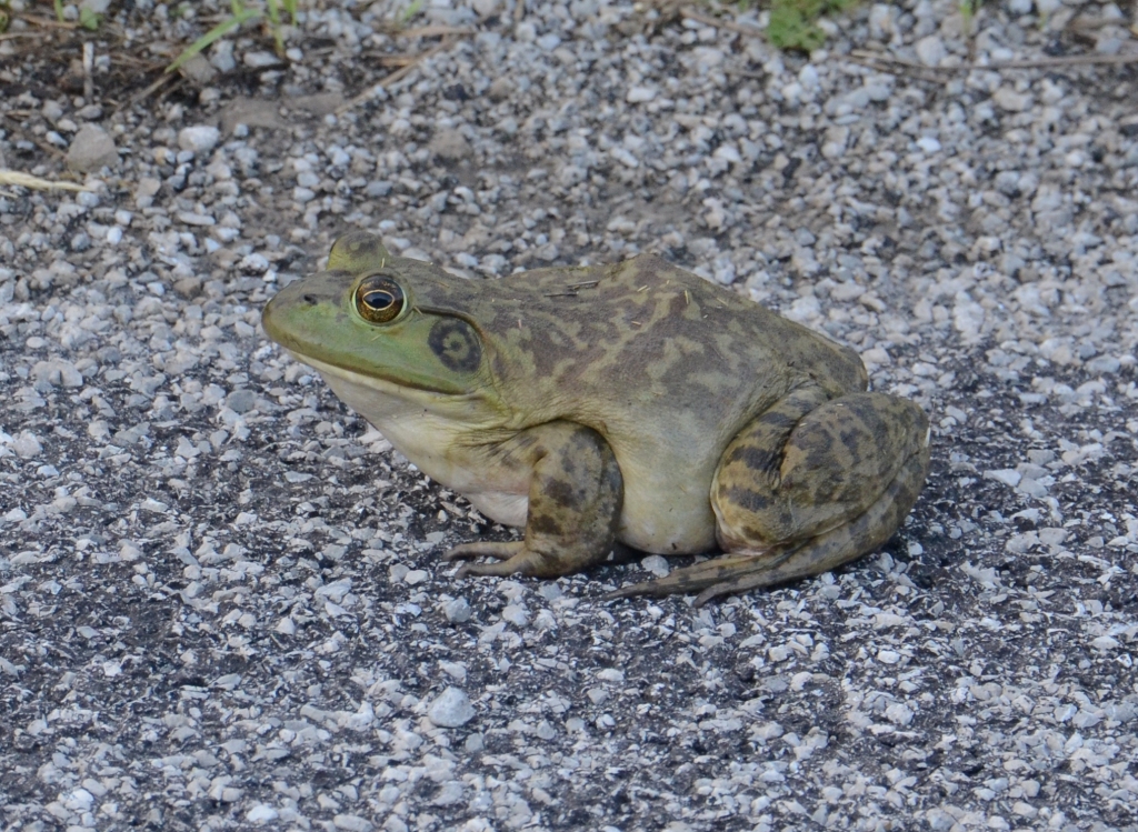 Ohio Birds and Biodiversity: One Big Bullfrog