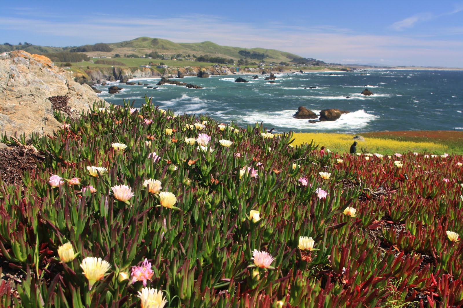 Francis Studios Bodega Bay