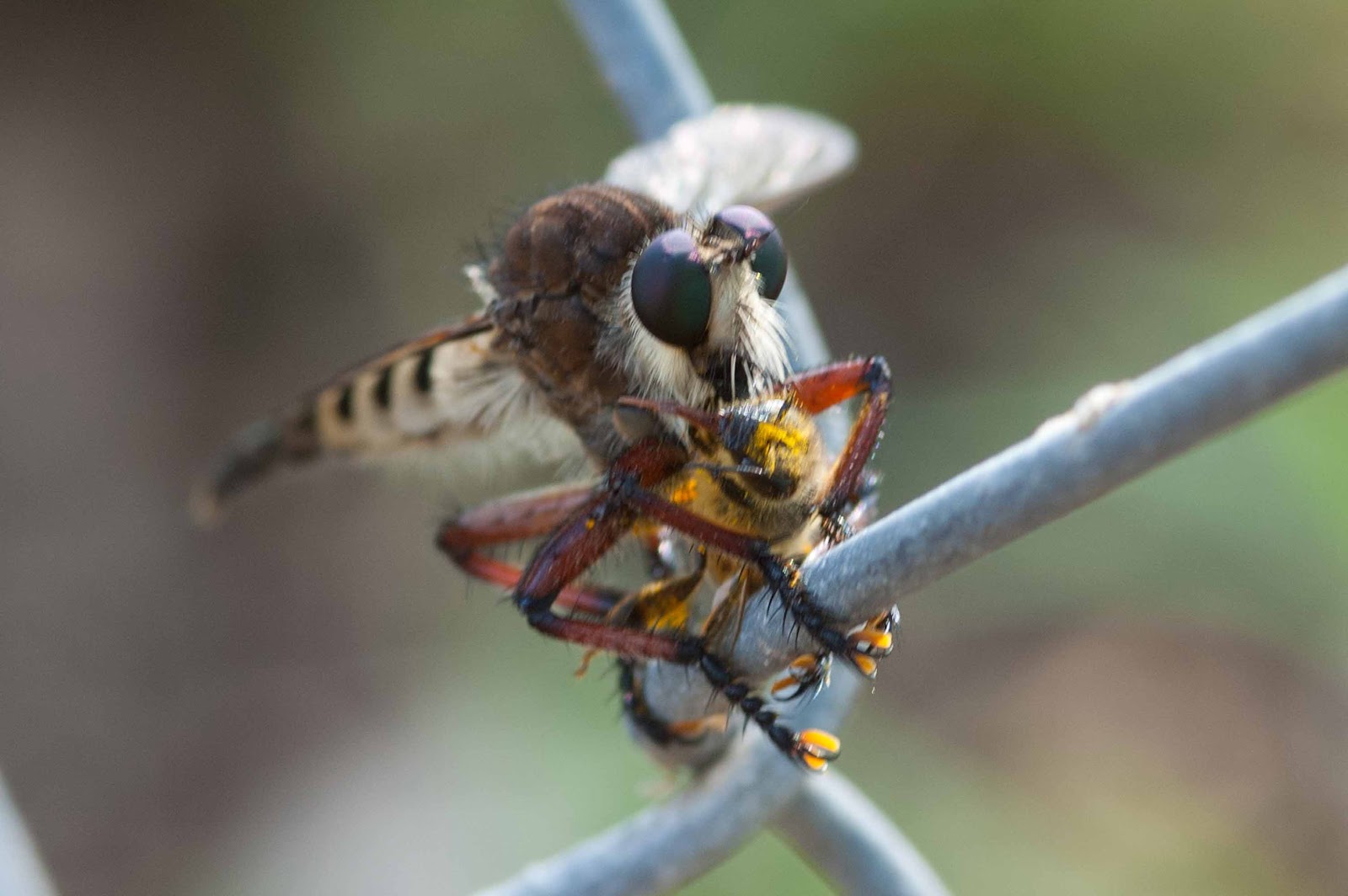 new fly species