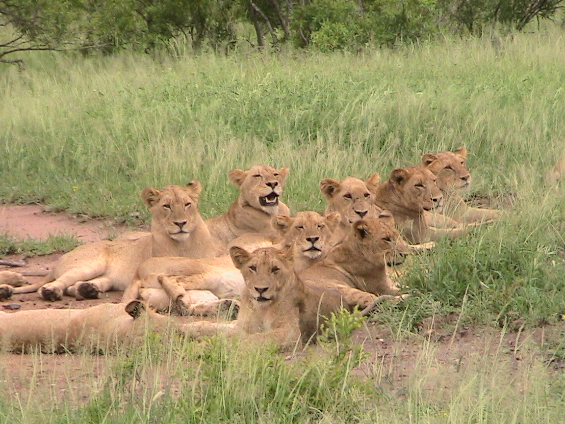 Epic's Interactive Blog Africa’s wonderful Big 5 The Lion