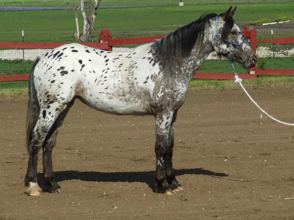 Knight's Tale Studio The Sugarbush Draft Breed of my Heart