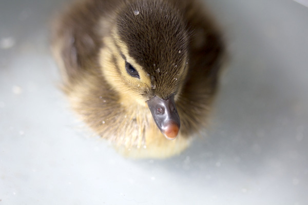 Cute baby mandarin duck swimming, cute baby duck, baby duck pictures