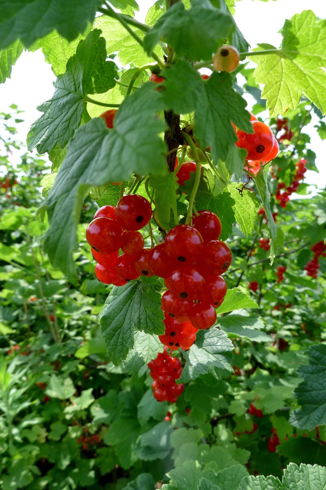 Wild Harvests The News On Red Flowering Currant