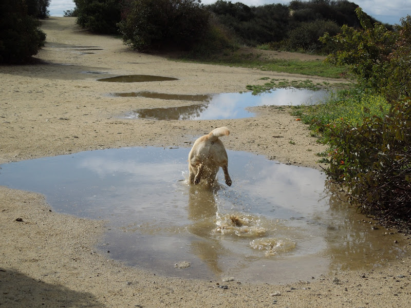 Cooper racing through rain puddles Dog racing through puddles