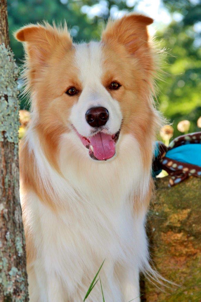 Most Affectionate Small Dog Breed Most Affectionate Small Dog Breed