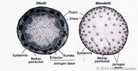 Fungsi Batang dan Struktur Batang Belajar Sains