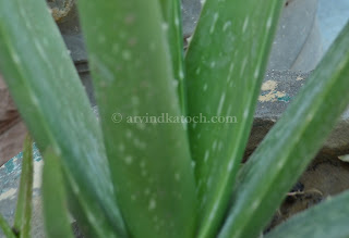 Health Benefits, Aloe Vera, High BP, Hyperacidity,