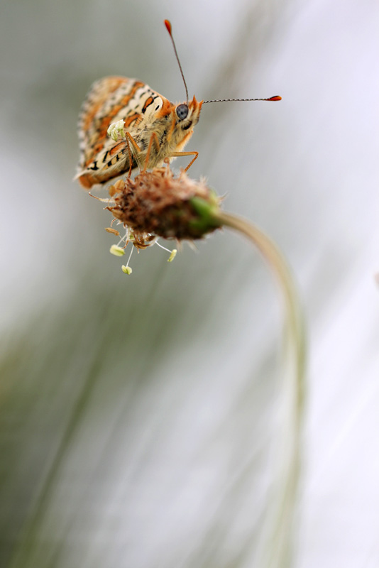 Melitaea cinxia M%25C3%25A9lit%25C3%25A9e+du+plantain+%2528Melitaea+cinxia%2529