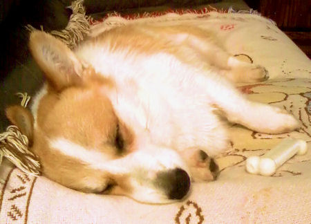 Non Skid Dog Food Bowk For Small Dogs Puree Non Skid Dog Food Bowk For Small Dogs Puree