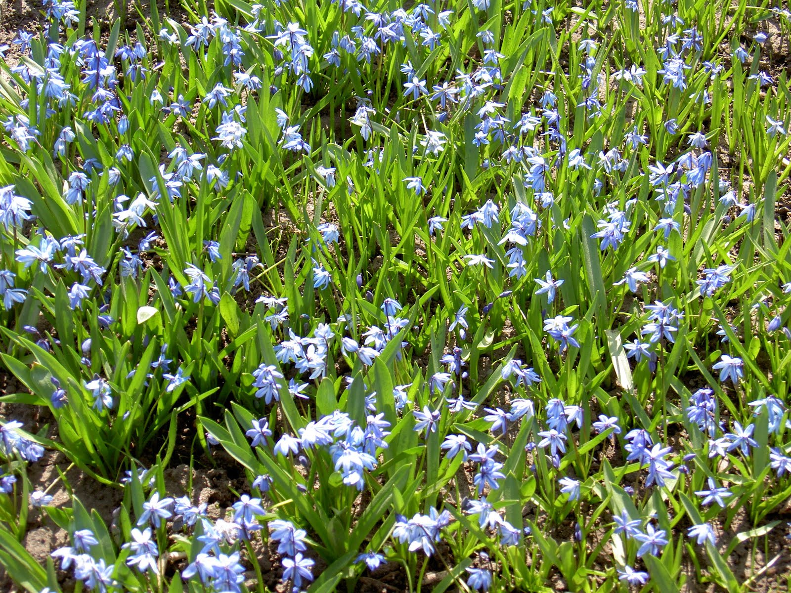 Tennis Tousan Minnesota early spring flowers