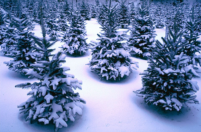 Mountain Pictures: Mountains Christmas