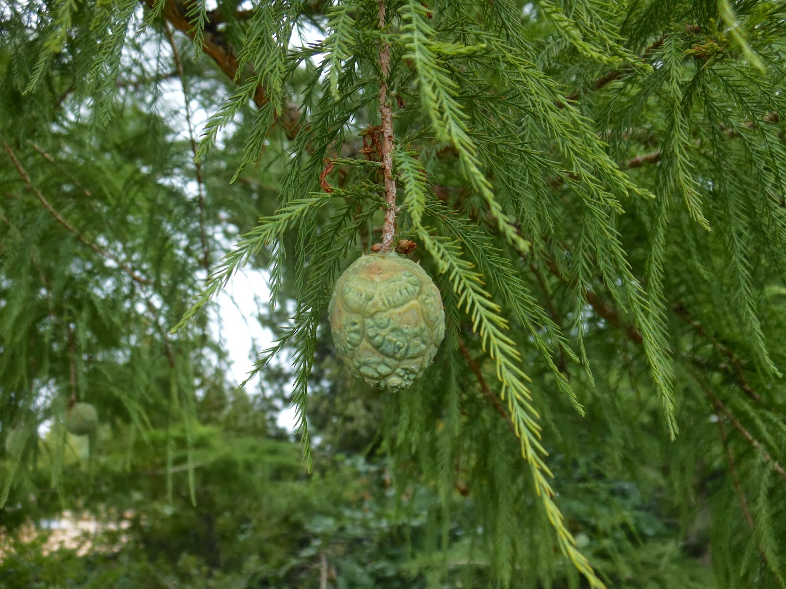 At The Arboretum Tomé, Our Redwoods Have Male Flowers This Year!