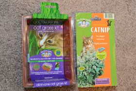 cat grass kit cat nip