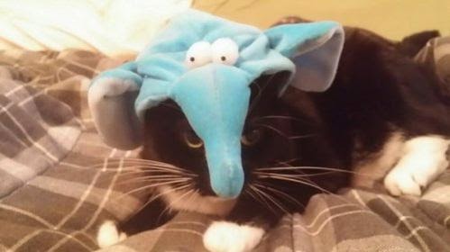 Смешной кот НЕ Дамбо