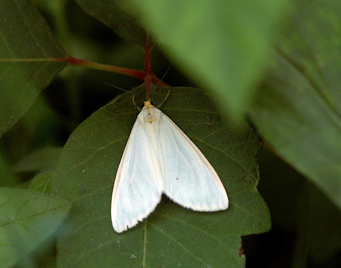 Tiger+Moth+Insect Field Biology in Southeastern Ohio: Plants And Insects During June