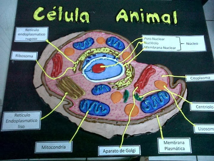 La Maqueta De Celula Animal La Maqueta De Celula Animal