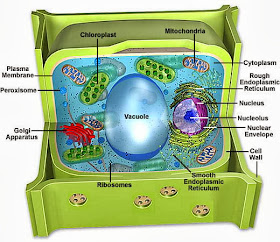 Struktur Sel Tumbuhan