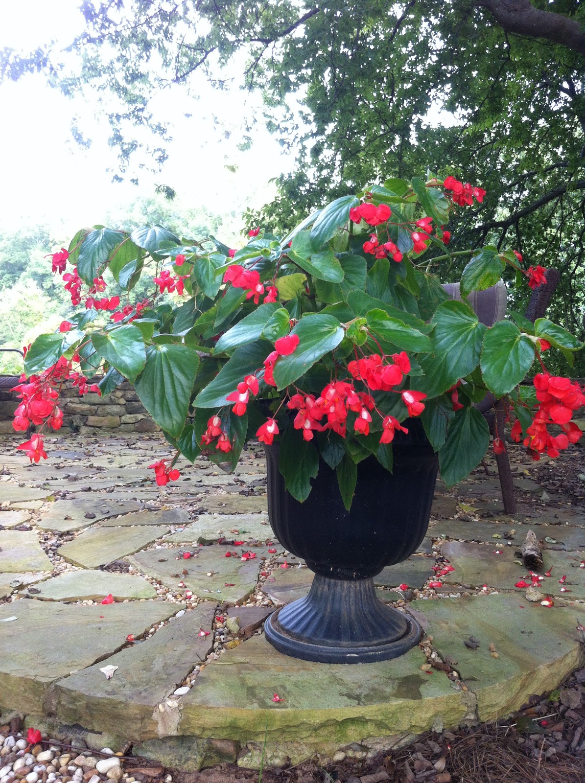 Garden on Hastings Begonias, an Excellent Choice for Sun or Shade!