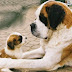 Tips de nombres para perros san bernardo