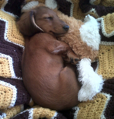 dog sleeping with stuffed animal
