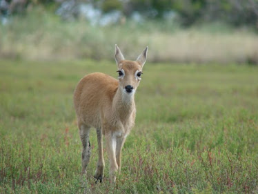 Venado de las  Pampas