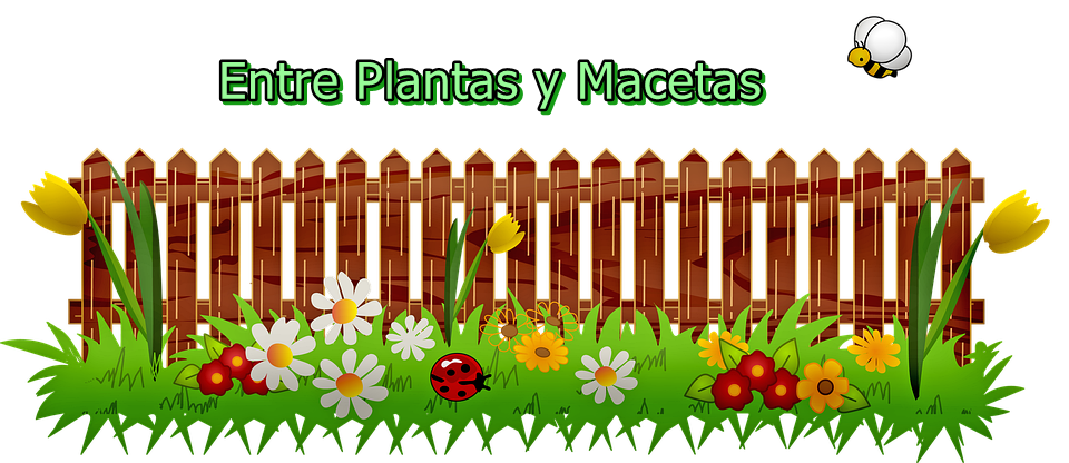 Entre plantas y macetas