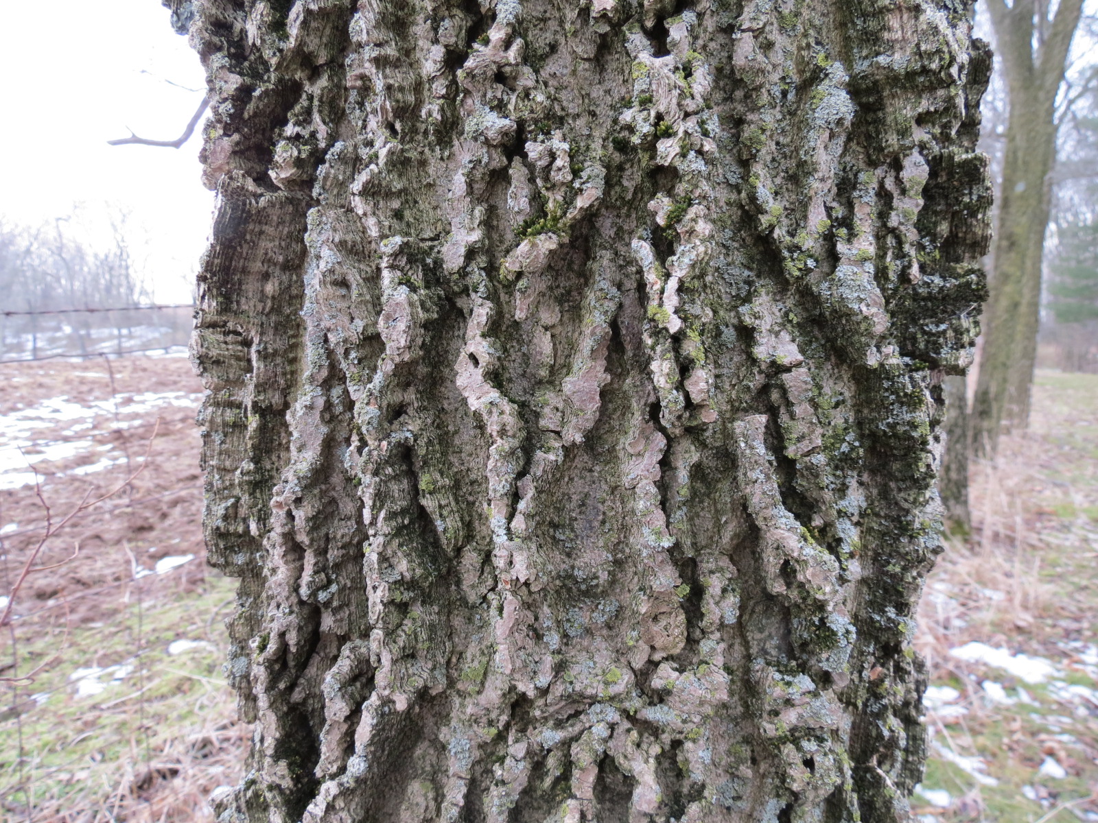 Weedpicker's Journal What is an Esker?