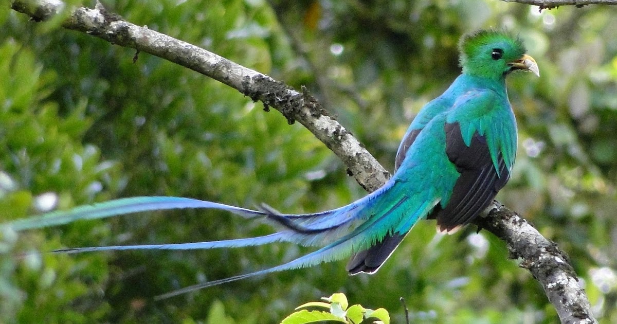 Quetzal wallpapers hd | Tops Wallpaper HD