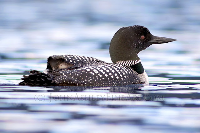 'Peekaboo Loon Chick' (c) John Ashley