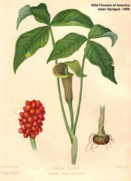 Jack And Pulpit