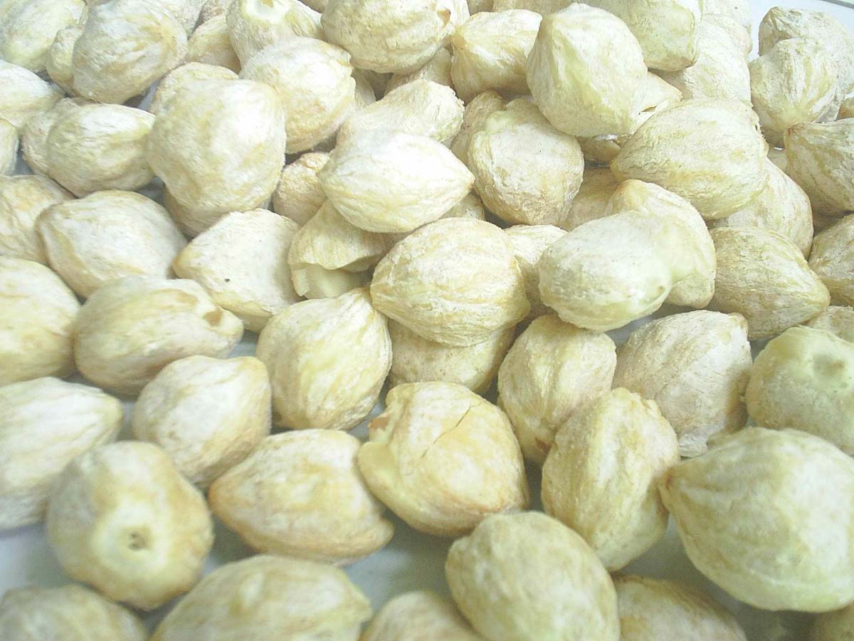 Manfaat Daun Kemiri