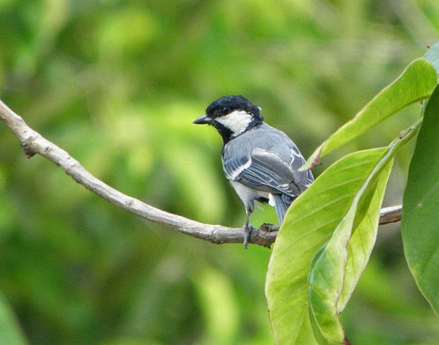 Burung Gelatik Antara Gelatik Batu Dengan Gelatik Jawa