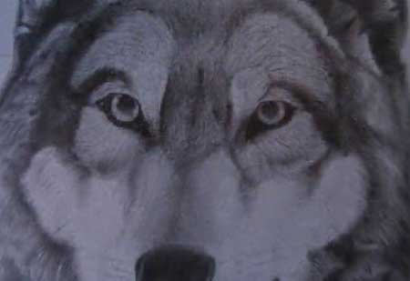 Drawing of a Gray Wolf