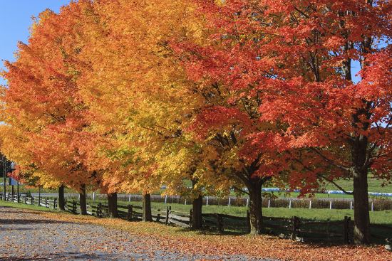 maple tree vs autumn blaze steffens hobick new maple trees october maple trees maple tree vs autumn blaze steffens hobick new maple trees october maple trees