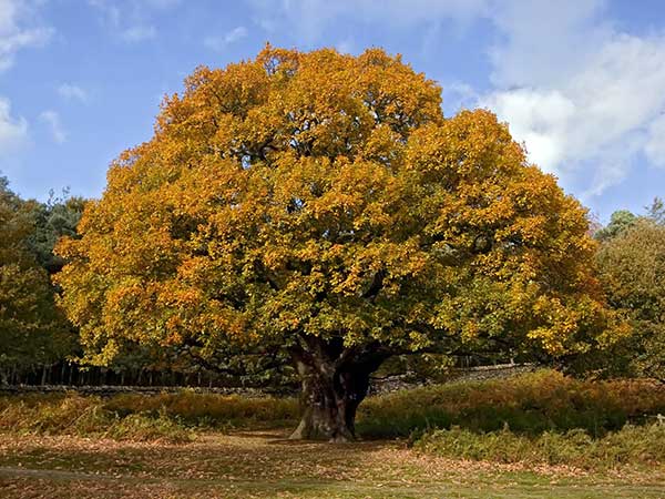 Autumn Oak Trees
