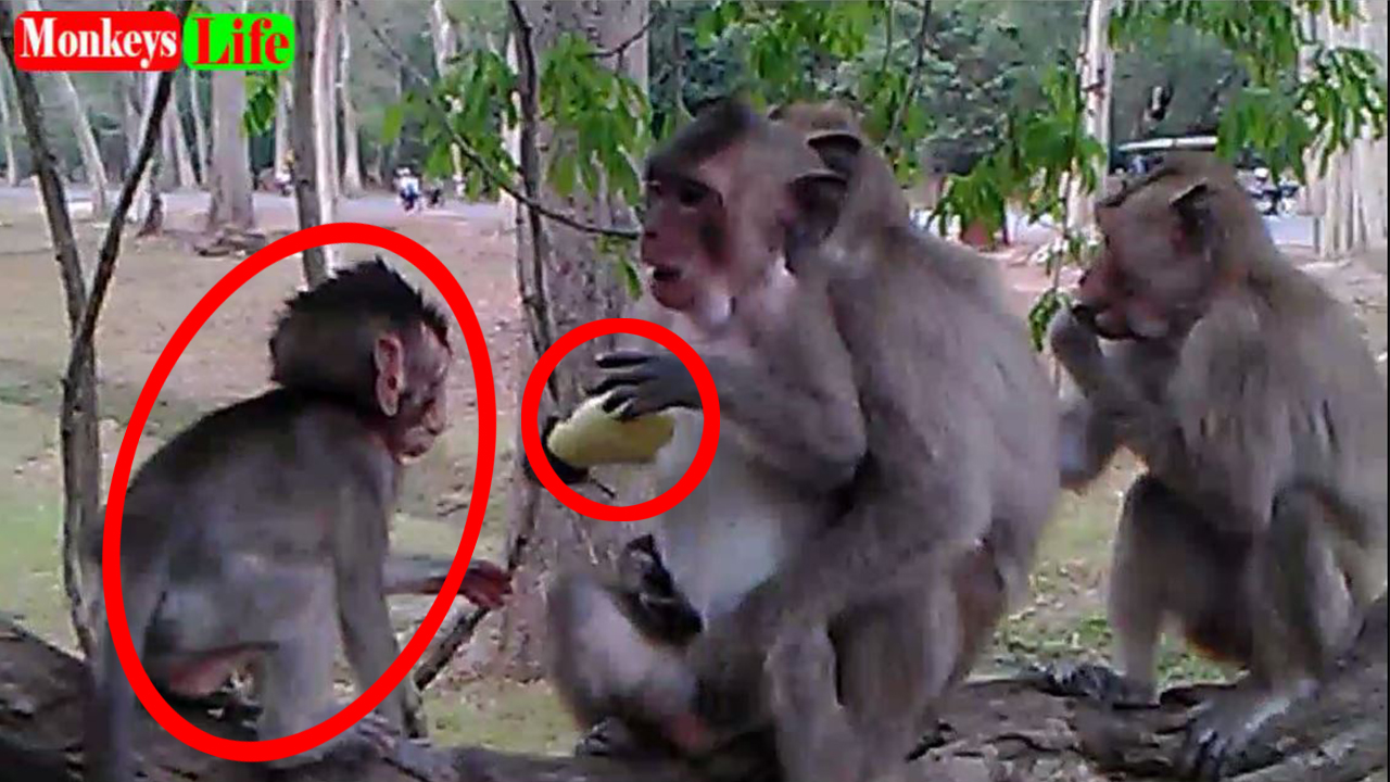 Very Funny when baby monkey grabbing cucumber from adult monkey
