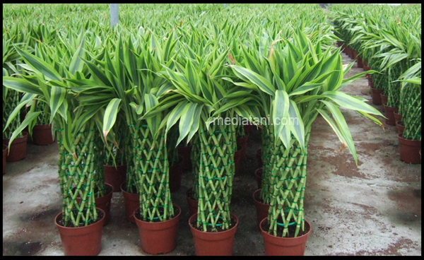 Begini Cara Merawat Tanaman Bambu Rejeki Mediatani
