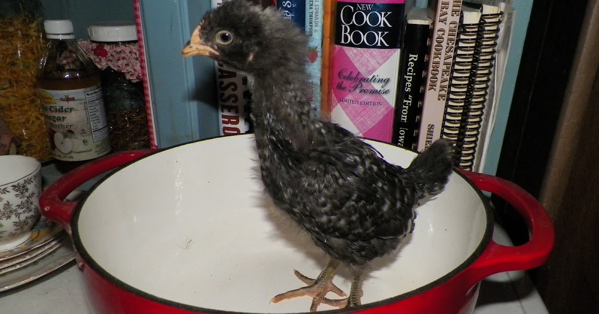 I'll Pour A Chicken In Every Pot