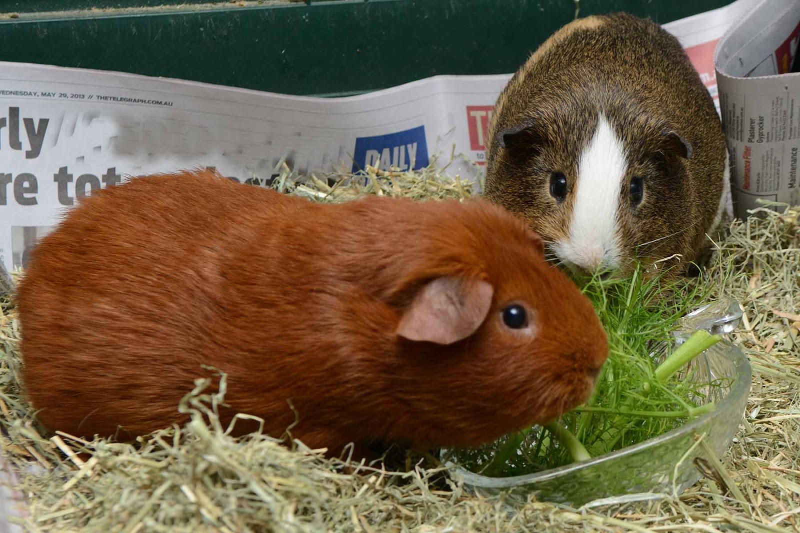 Small Animal Talk Guinea pig treat fennel