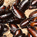 Se escapan más de un millón de cucarachas en China 