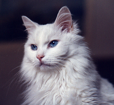 White Turkish Angora Cat White Turkish Angora Cat