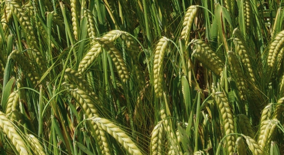 Un pensionato in cucina Fette biscottate con orzo.