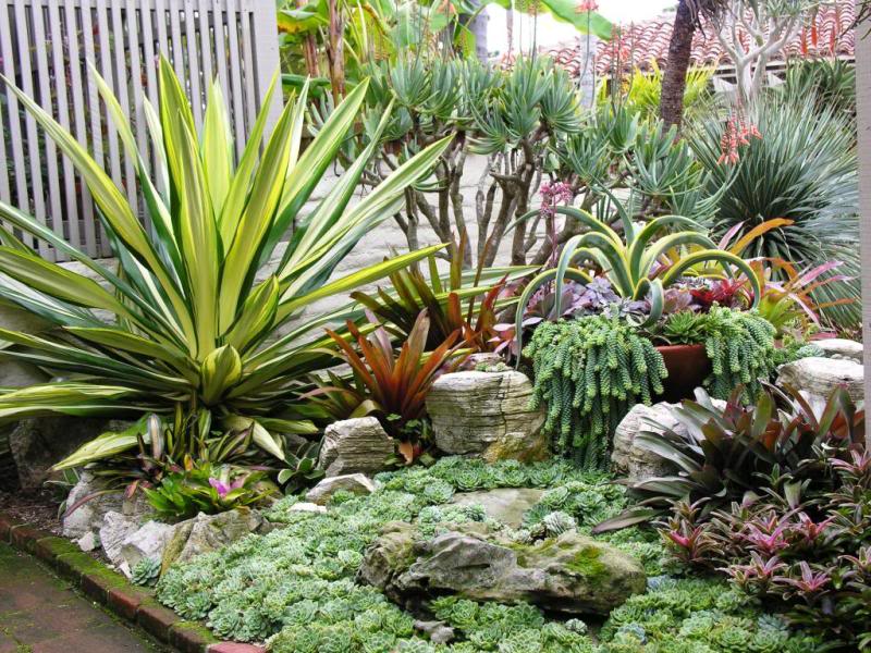 de sedum, note que há uma mescla com outras espécies não suculentas de sedum, note que há uma mescla com outras espécies não suculentas