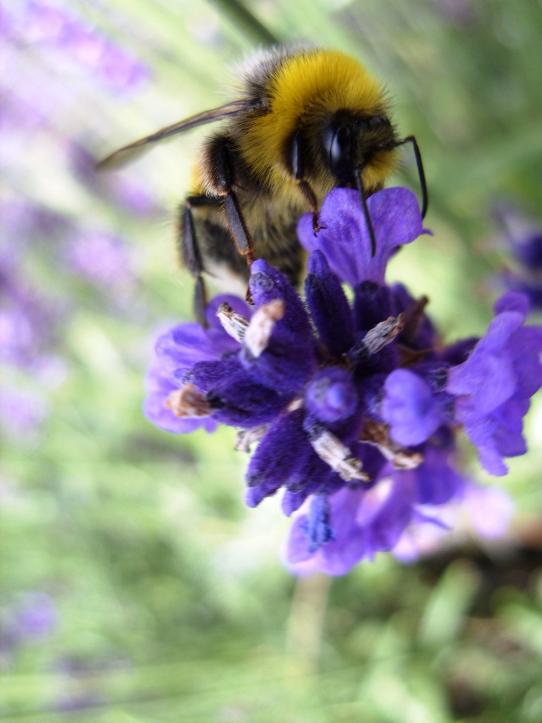 Kelli's Northern Ireland Garden Bee Buzzing Summer