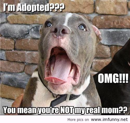 Funny dogs with sayings | LoL Picture Collection