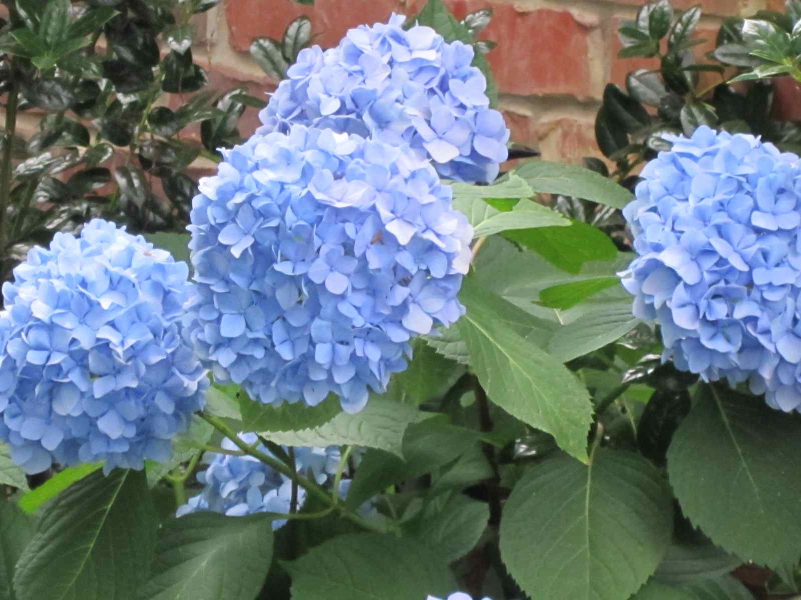 From My Front Porch To Yours Attempting To Grow Hydrangeas In