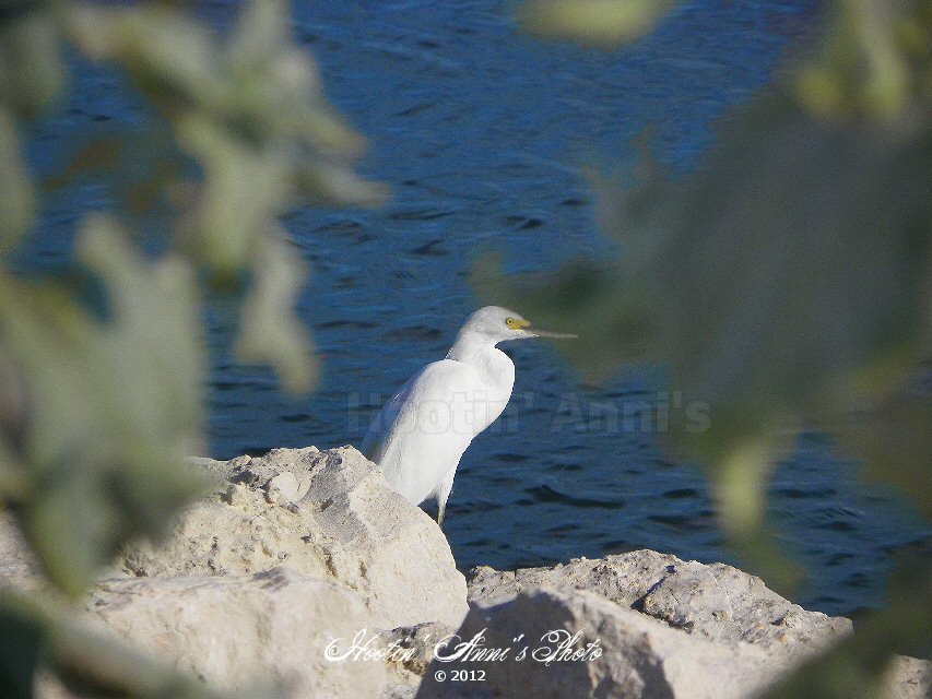 Egret