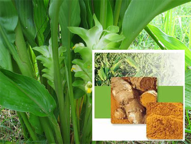 Temulawak (Curcuma Xanthorrhiza): Si Kuning Ajaib Dari Halaman Rumah, Meningkatkan Nafsu Makan, Melancarkan Pencernaan, Dan Menjaga Kesehatan Hati Temulawak (Curcuma Xanthorrhiza): Si Kuning Ajaib Dari Halaman Rumah, Meningkatkan Nafsu Makan, Melancarkan Pencernaan, Dan Menjaga Kesehatan Hati