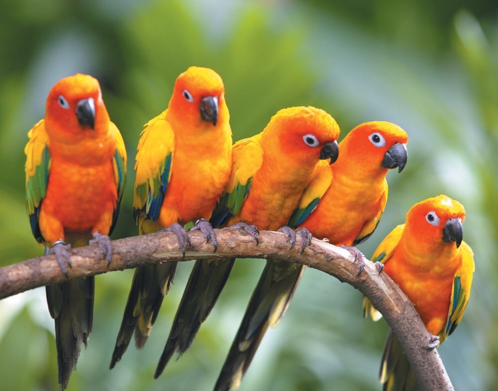 Once inside the rain forest, keep your eyes open for tropical birds frolicking within the trees.